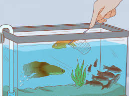 Các bước cần lưu ý trong việc chuyển bể cá thủy sinh khi chuyển nhà